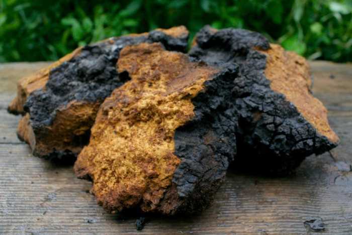Chaga Mushroom Fine Powder Wildcrafted | 2oz to 5lb | 100% Natural Hand Crafted gallery