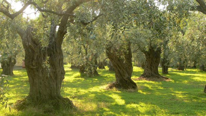 Olive Leaf Powder | 4oz to 5lb | 100% Pure Natural Hand Crafted gallery